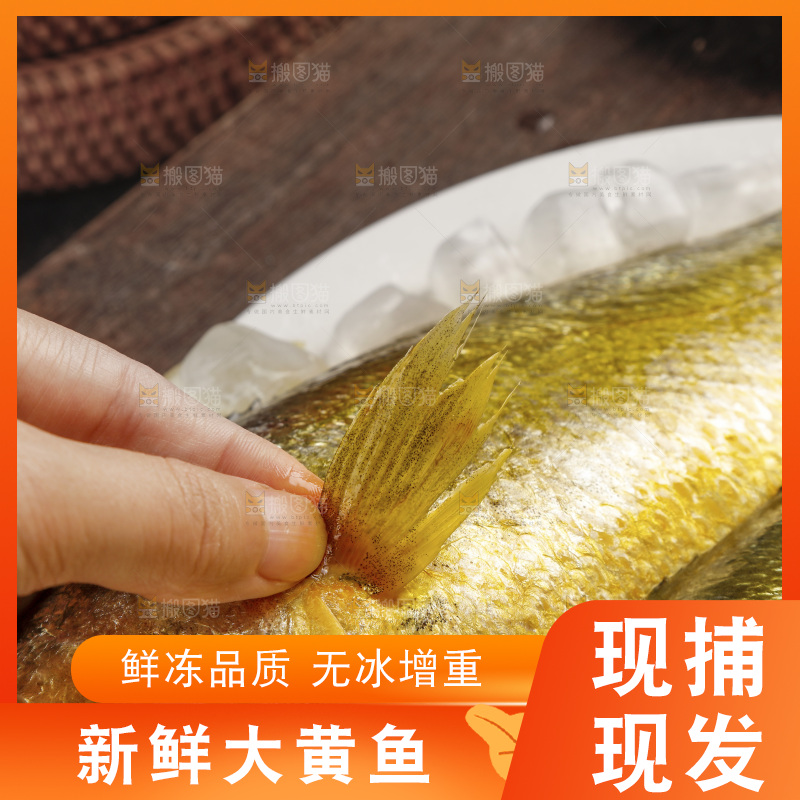 深底上的大黄鱼