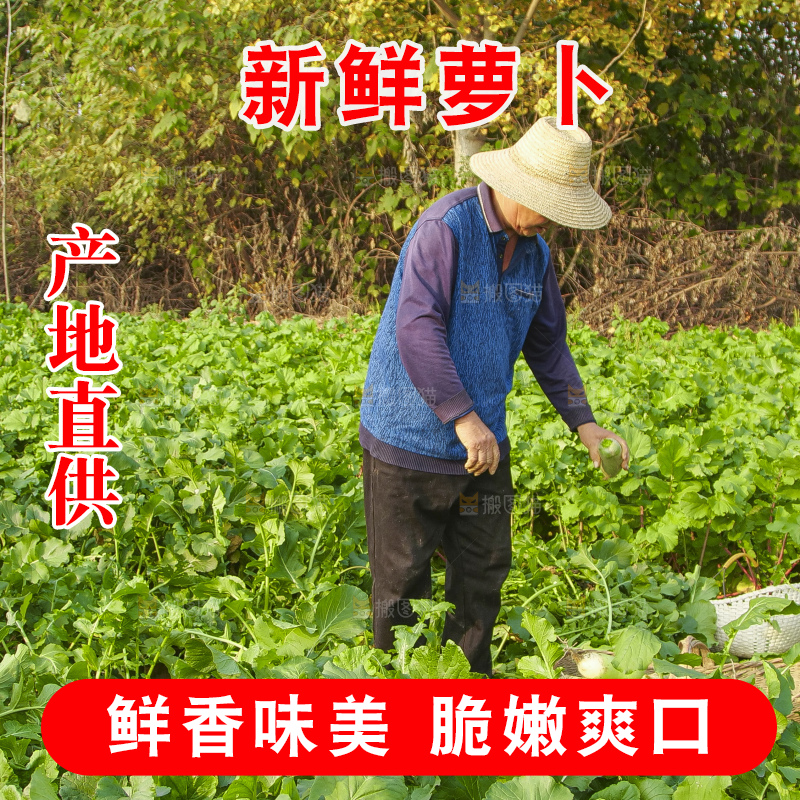 地里的沙窝萝卜