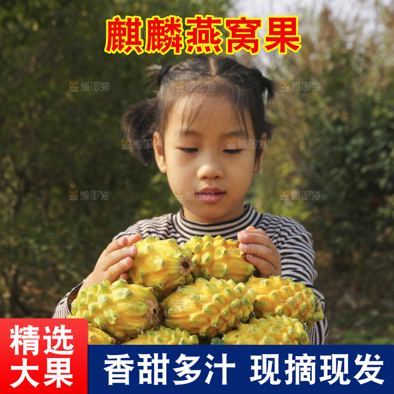 手里拿着燕窝果