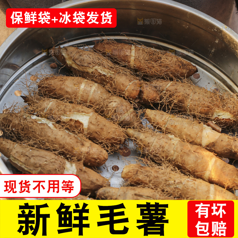 手里拿着新鲜毛薯