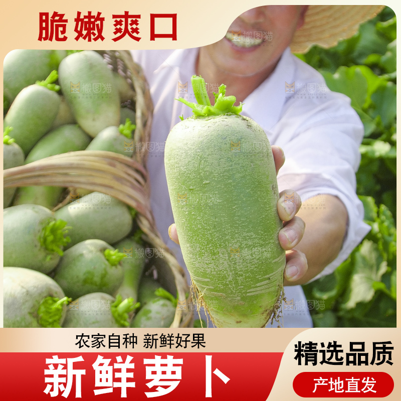 地里的沙窝萝卜