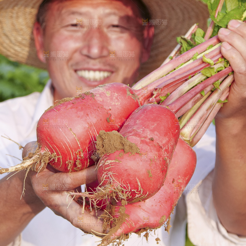 地里的红皮萝卜