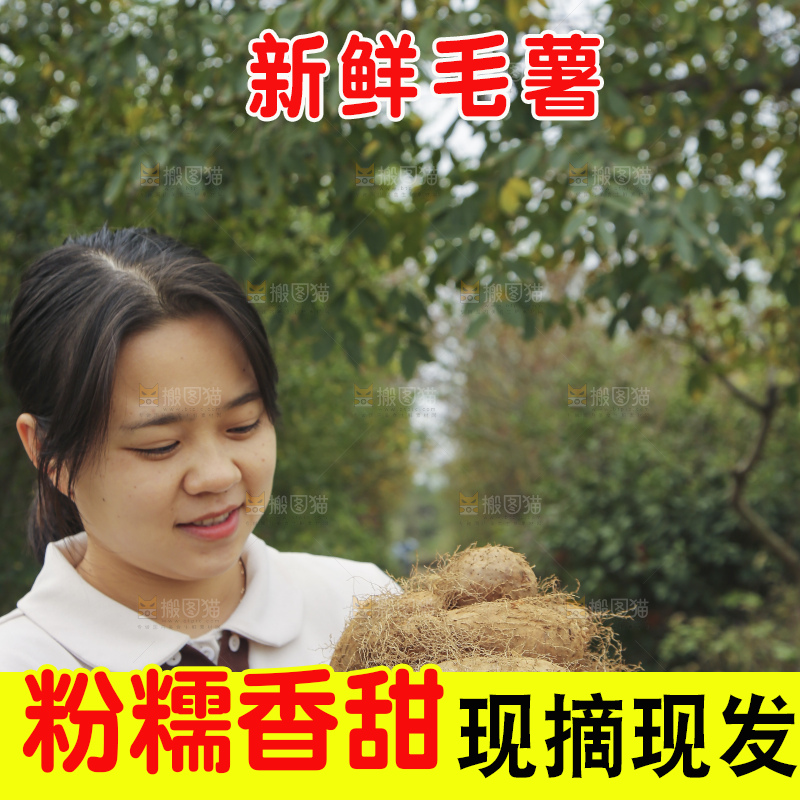 手里拿着新鲜毛薯