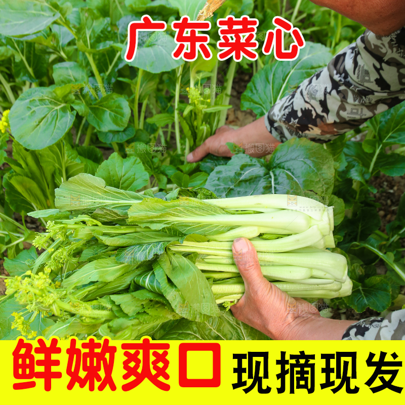 手里拿着广东菜心