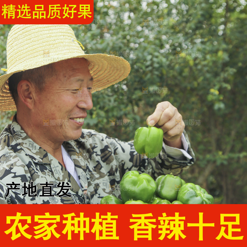 手里拿着新鲜青圆椒