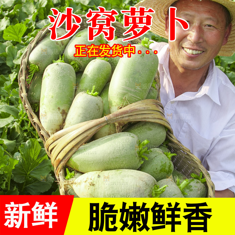 地里的沙窝萝卜