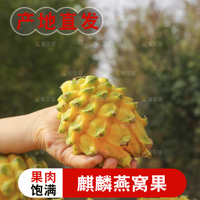 手里拿着燕窝果