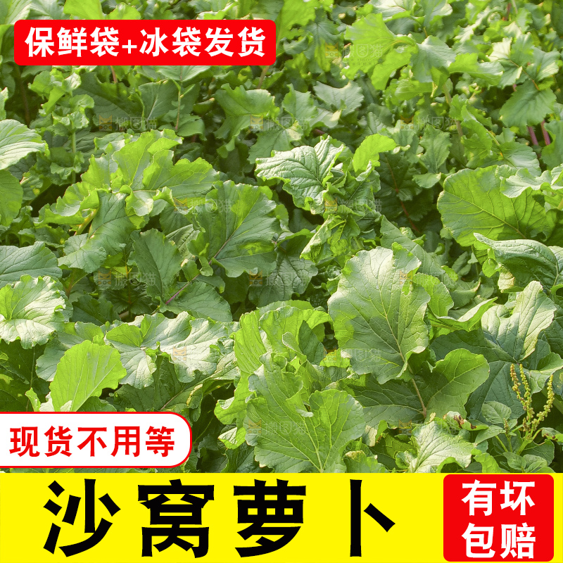 地里的沙窝萝卜