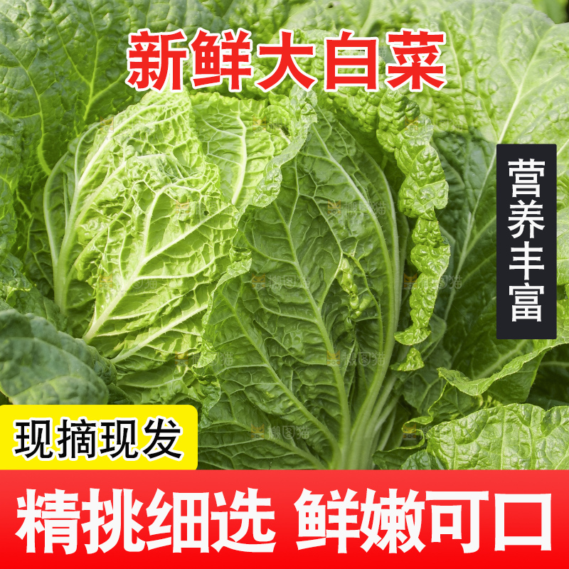 地里的大白菜
