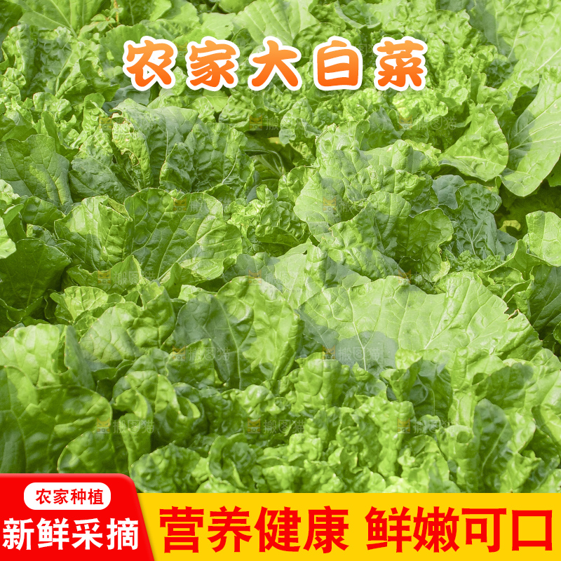 地里的大白菜