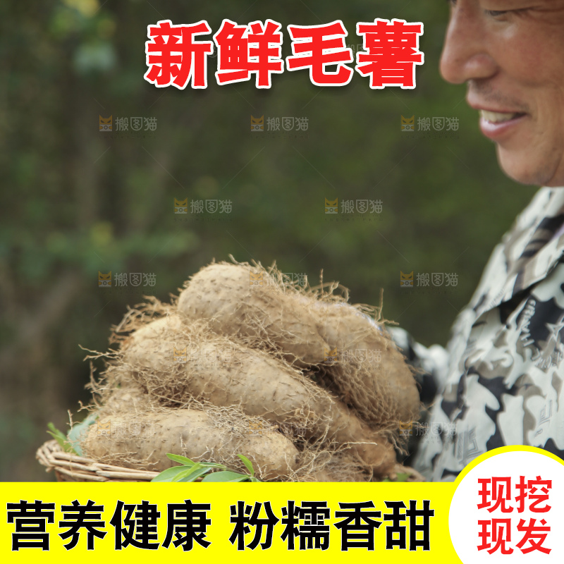 手里拿着新鲜毛薯