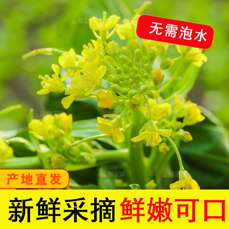 手里拿着广东菜心