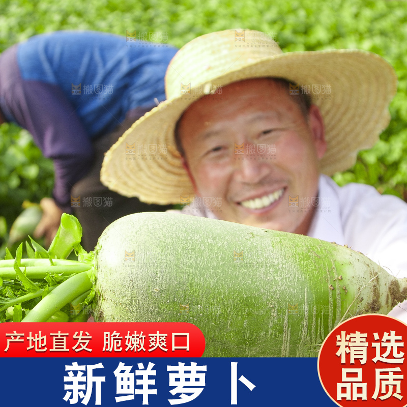 地里的沙窝萝卜