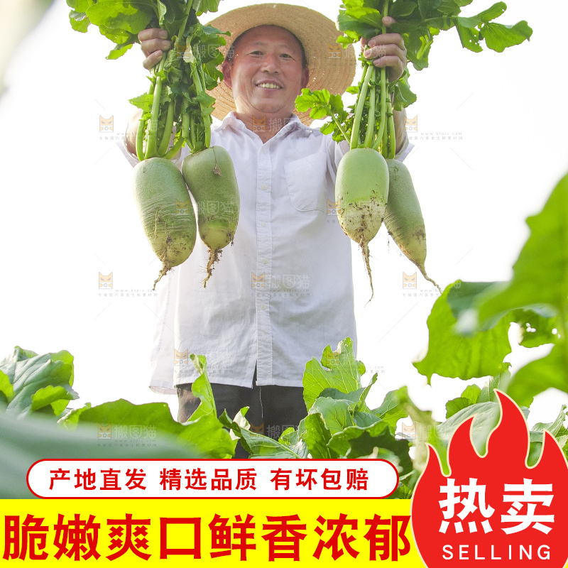 地里的沙窝萝卜