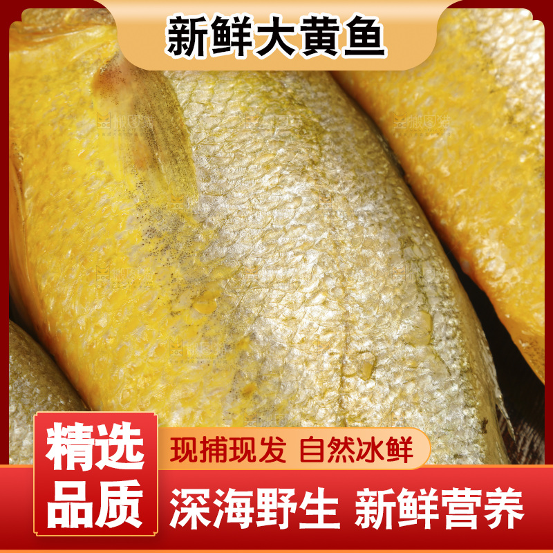 深底上的大黄鱼