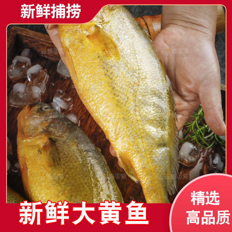 深底上的大黄鱼