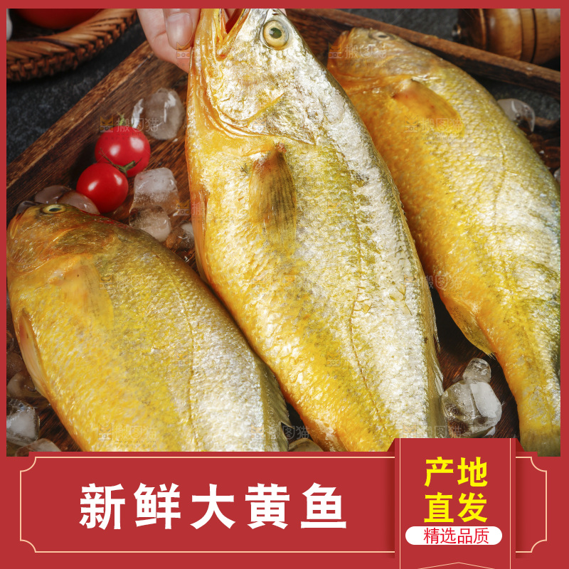 深底上的大黄鱼