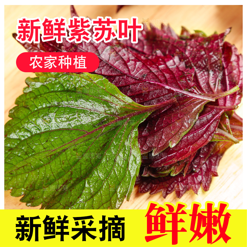 浅底上的紫苏叶