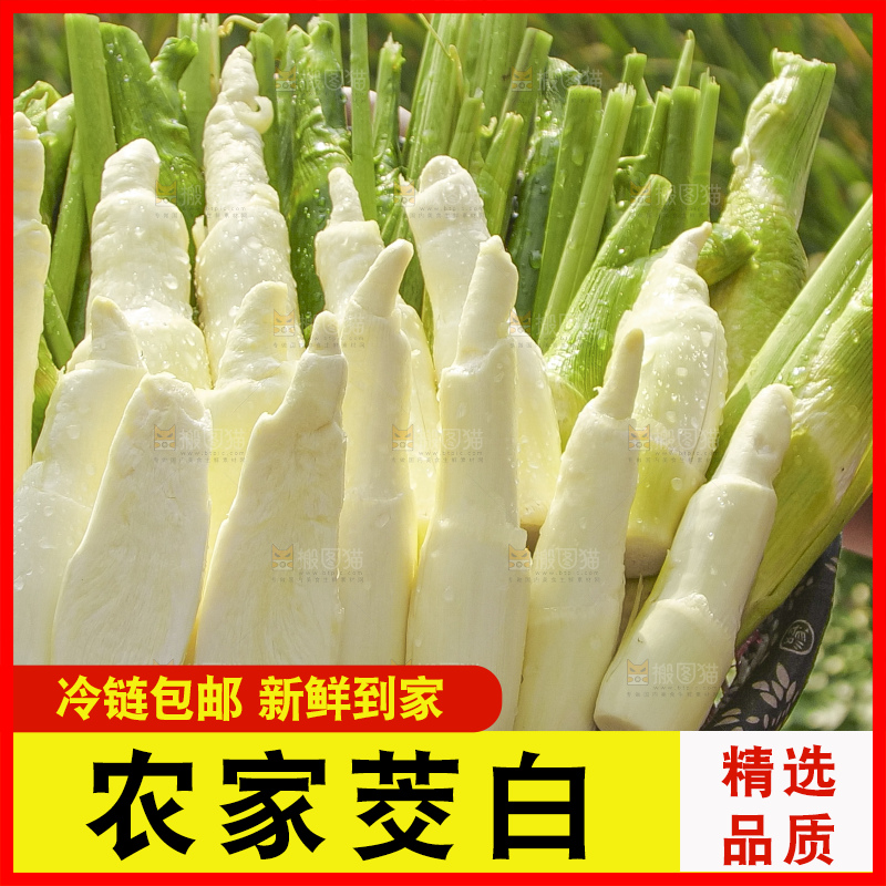 手里拿着新鲜茭白