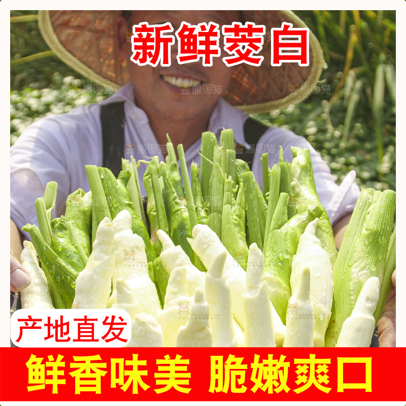 手里拿着新鲜茭白