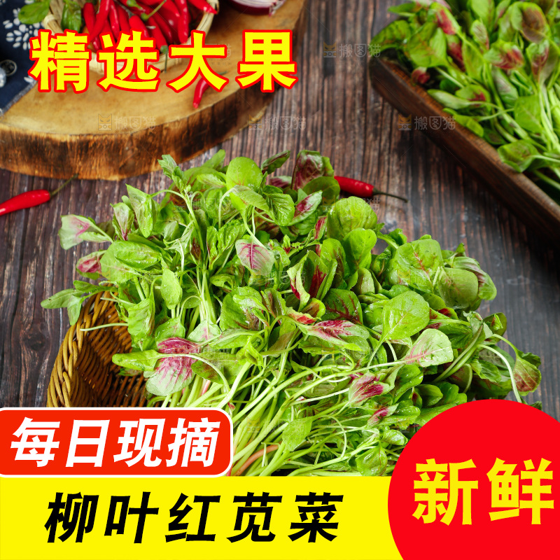 深底上的新鲜苋菜