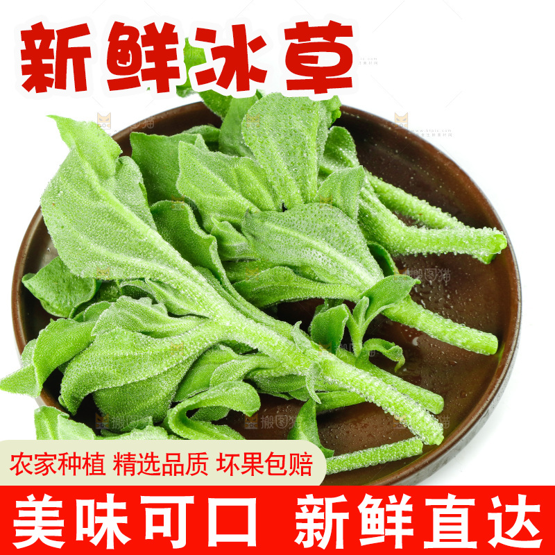 白底上的冰草