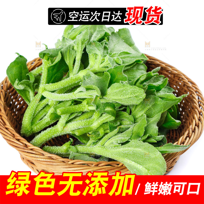 白底上的冰草