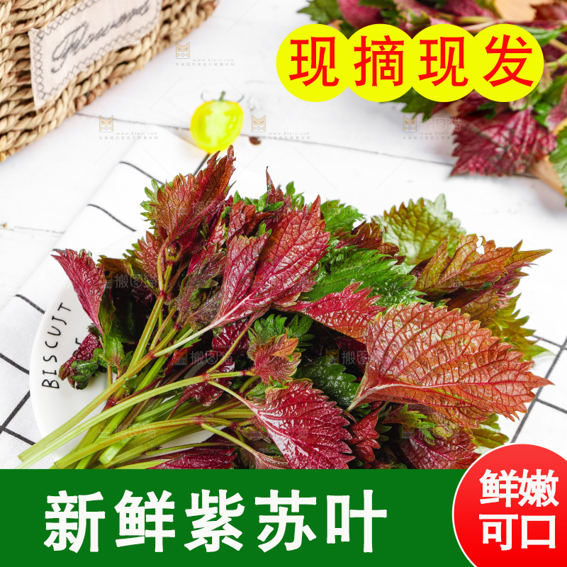浅底上的紫苏叶