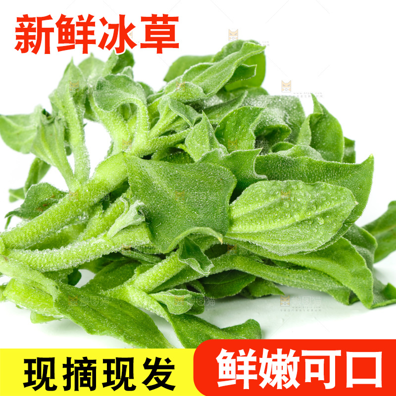白底上的冰草