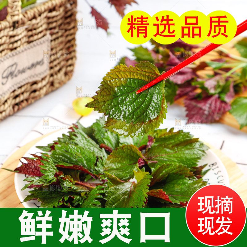 浅底上的紫苏叶