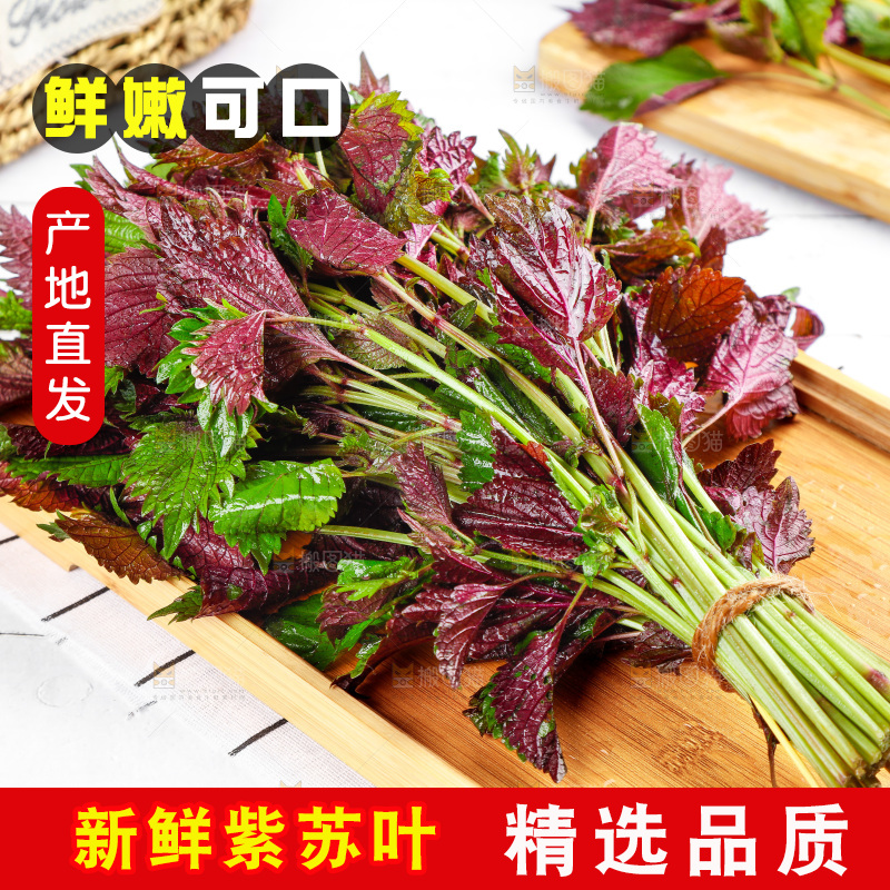 浅底上的紫苏叶