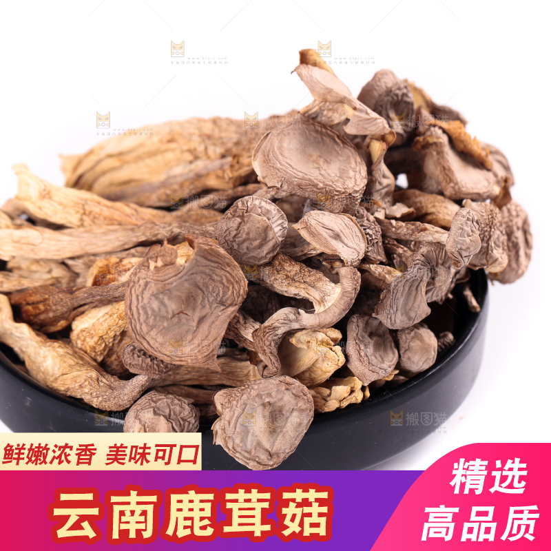 白底上的鹿茸菇