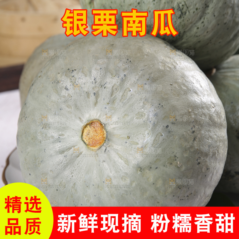 浅底上的银栗南瓜