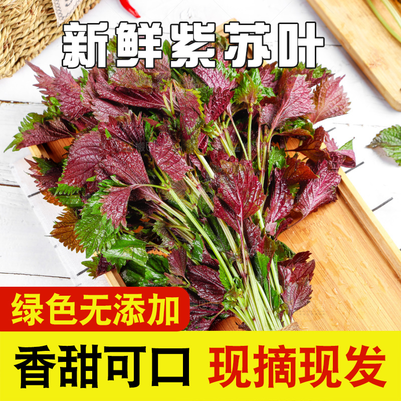 浅底上的紫苏叶