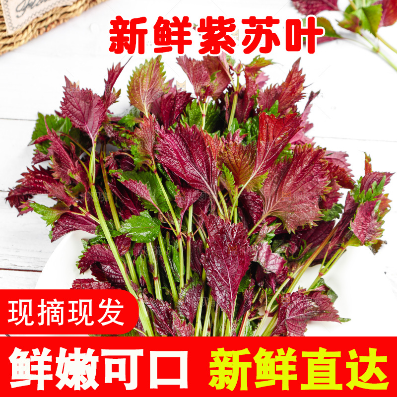浅底上的紫苏叶