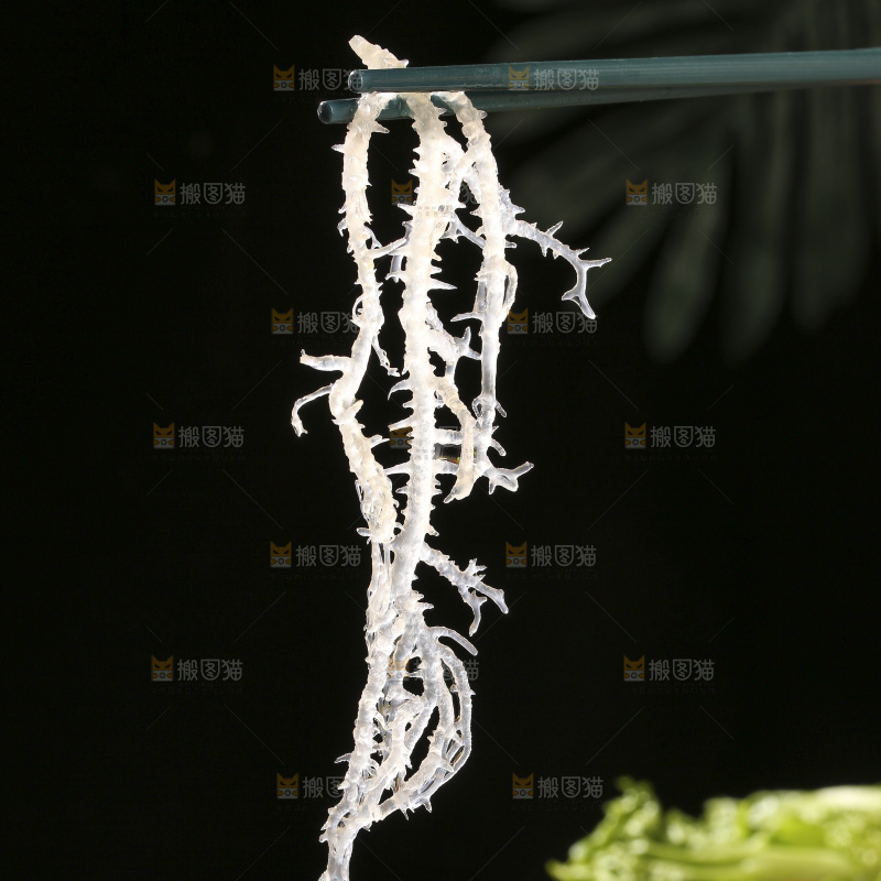 深底上的龙须菜