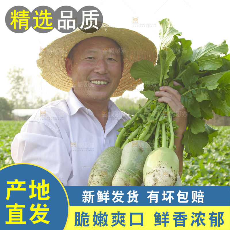 地里的沙窝萝卜