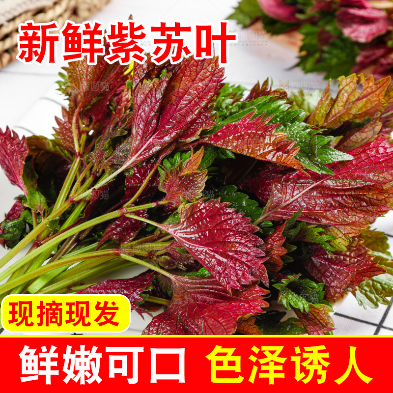 浅底上的紫苏叶