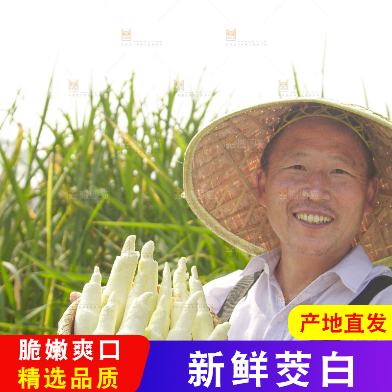 手里拿着新鲜茭白