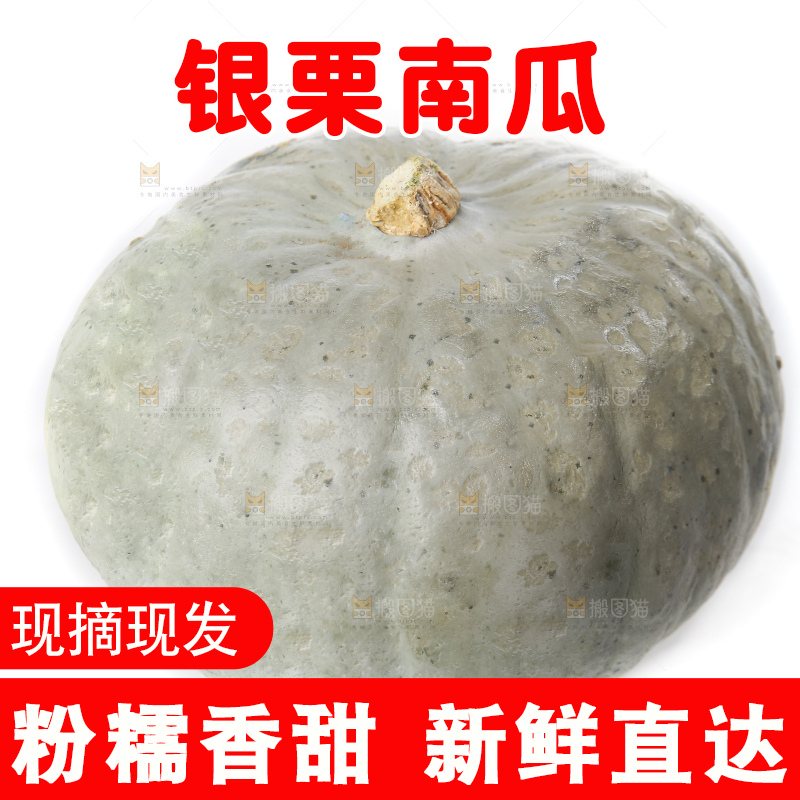 白底上的银栗南瓜