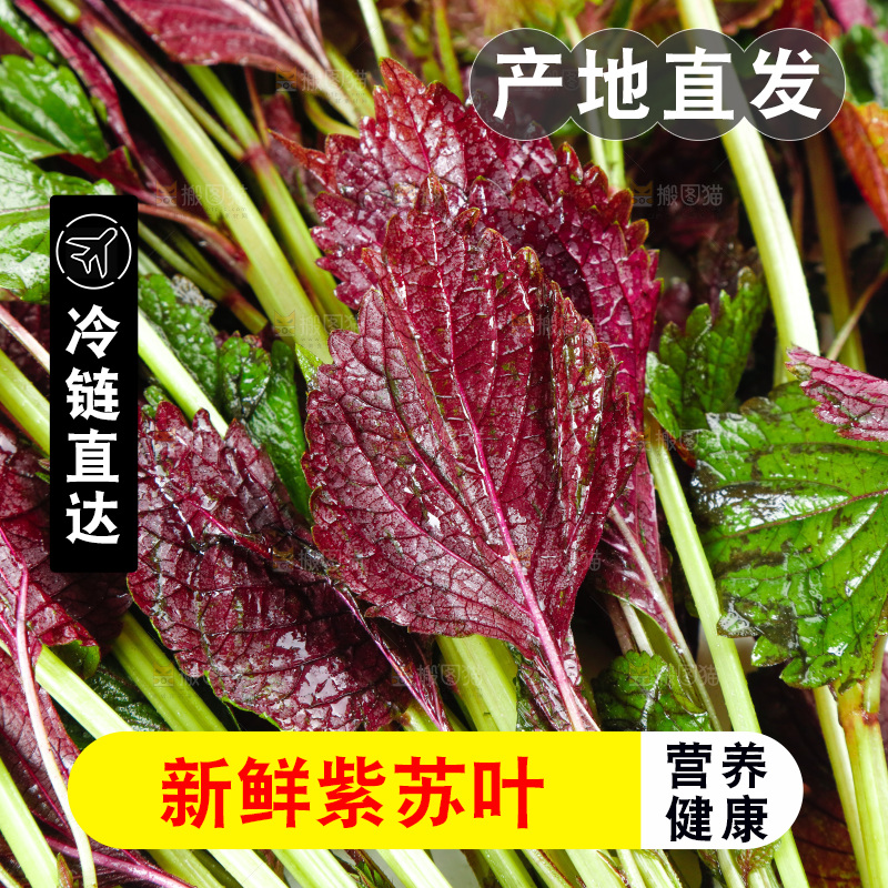 浅底上的紫苏叶