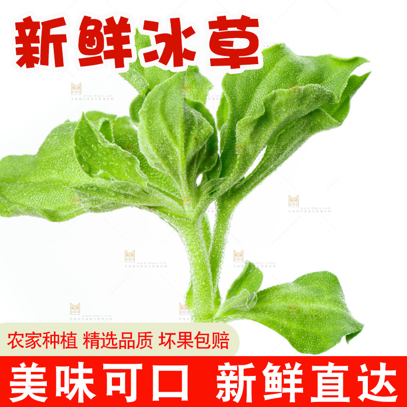 白底上的冰草