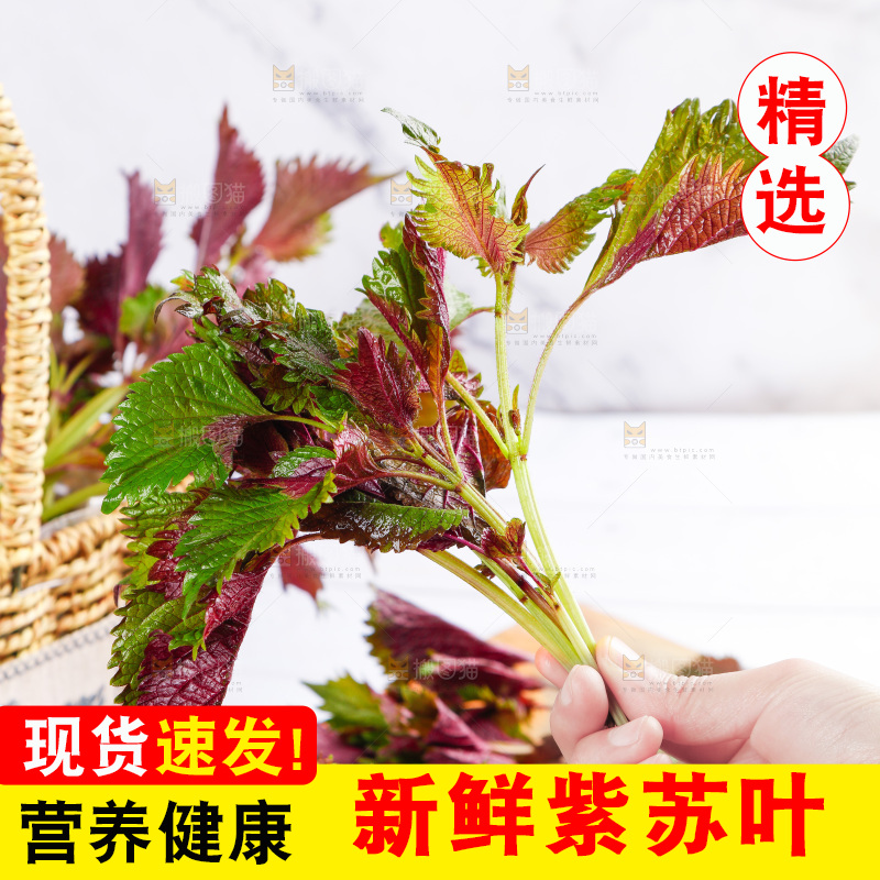 浅底上的紫苏叶
