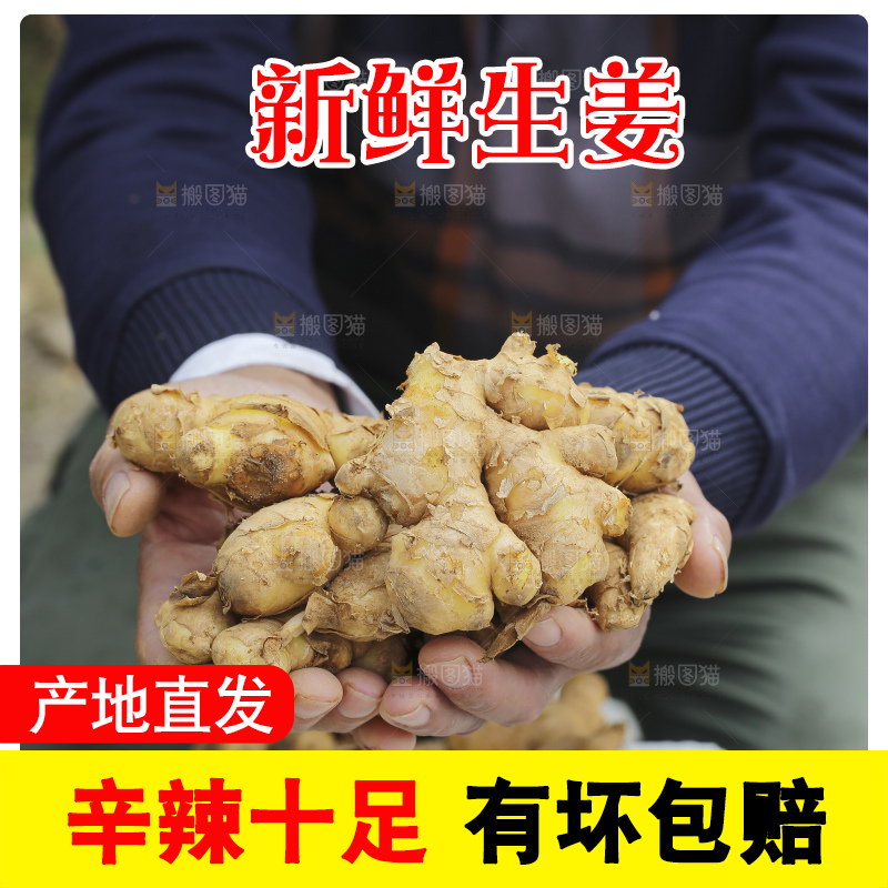 手里拿着新鲜生姜