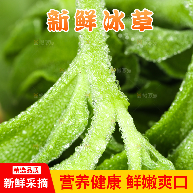 深底上的冰草