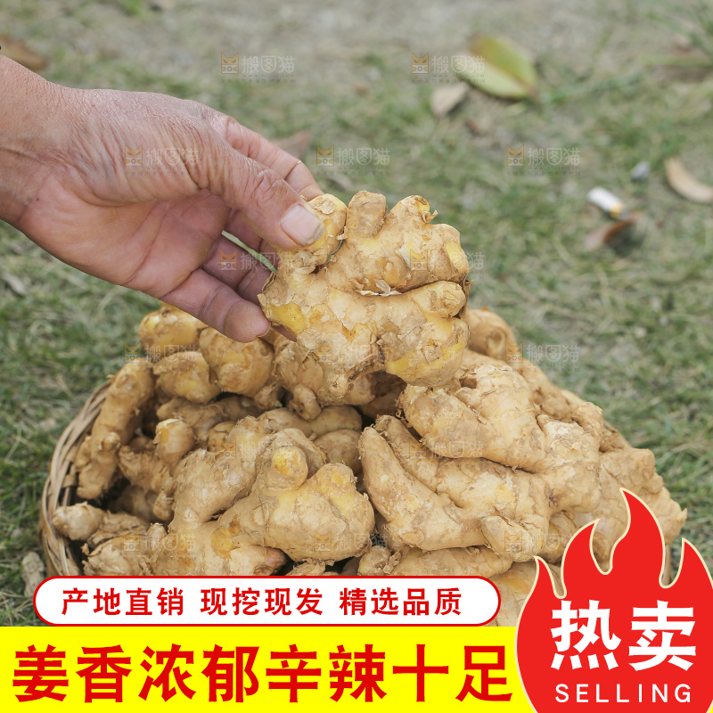 手里拿着新鲜生姜