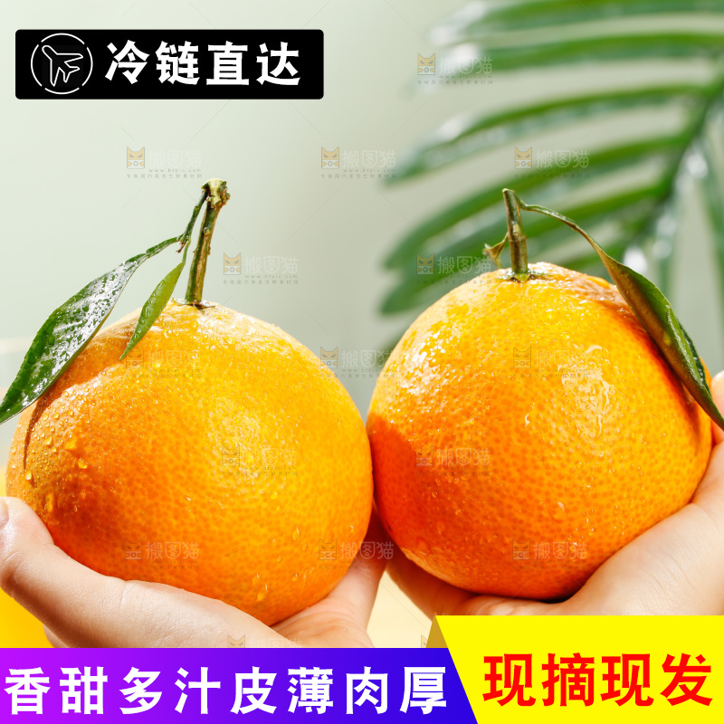 浅底上的爱媛果冻橙