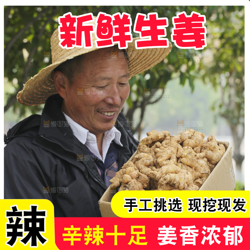手里拿着新鲜生姜