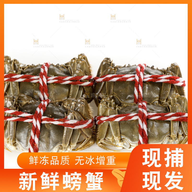 白底上的大闸蟹