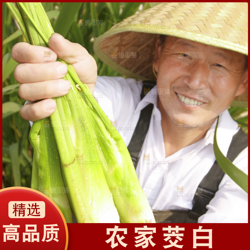 手里拿着新鲜茭白